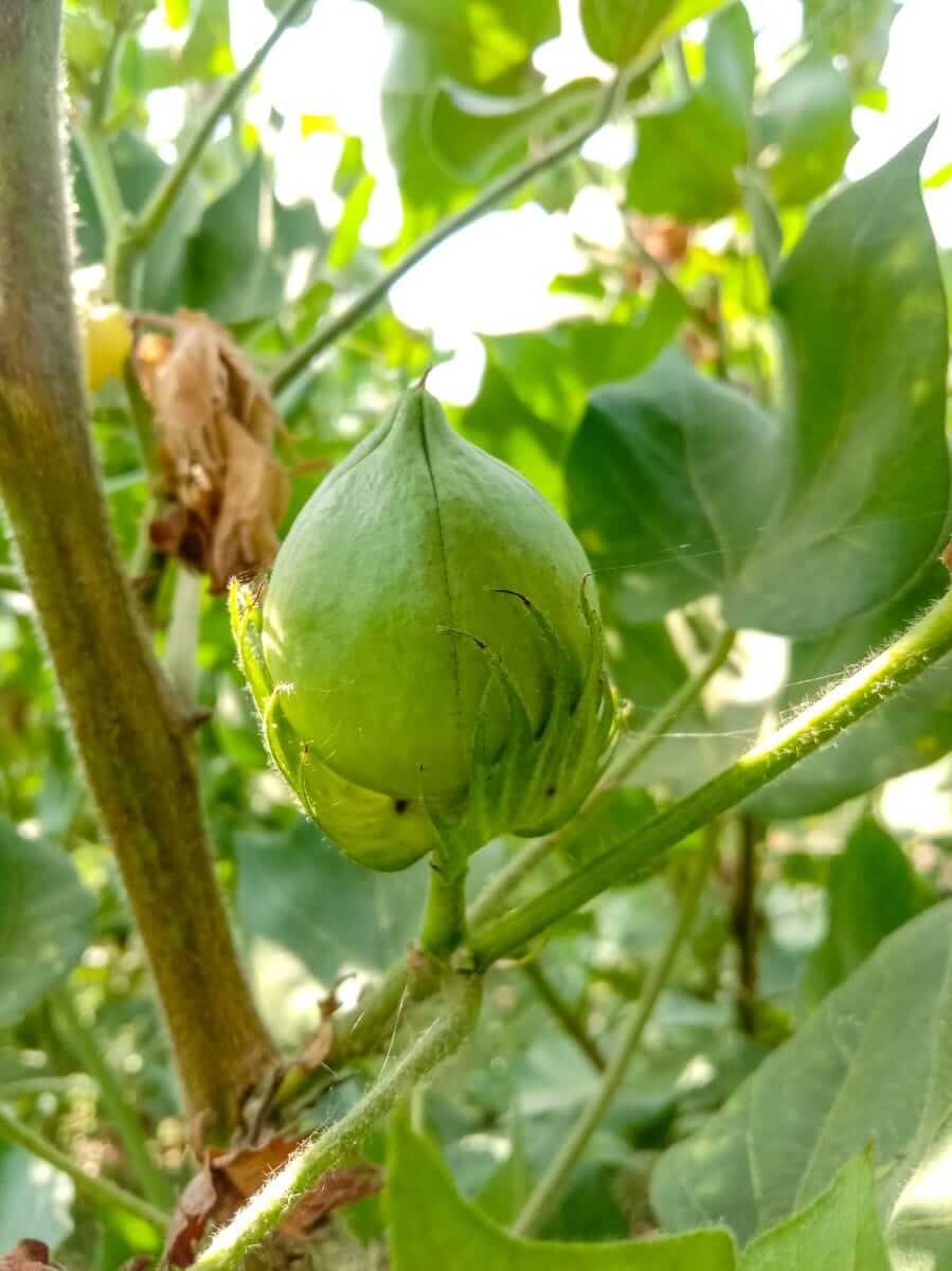 Cotton Retreat Lower on Wednesday
