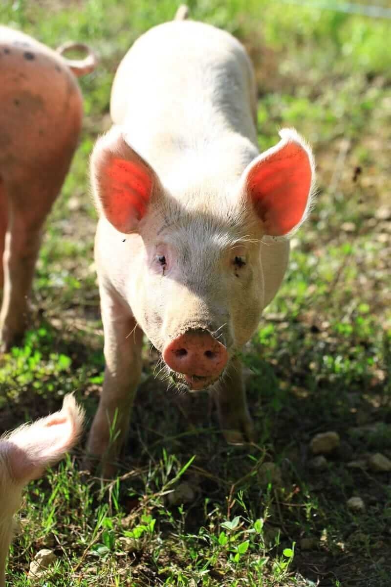 Hogs Closes Mixed on Tuesday