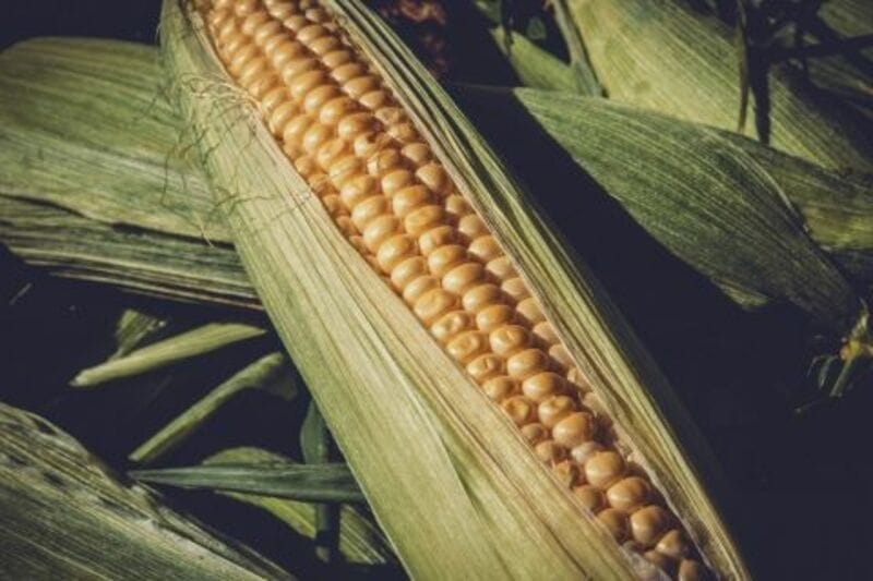 Corn Extending Losses on Wet Weather Pattern