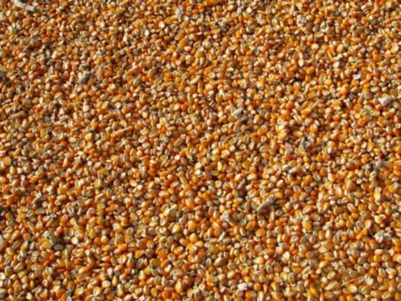 Corn Closes with Losses Despite Export Business