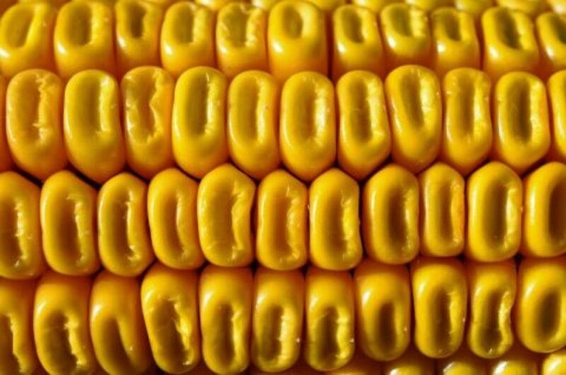 Corn Holds Gains into the Wednesday Close