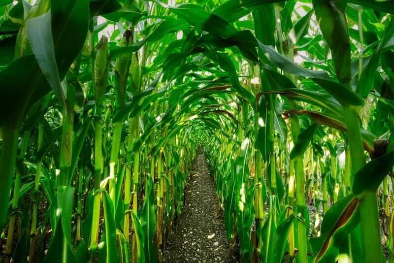 Corn Pushing to New Lows on Tuesday