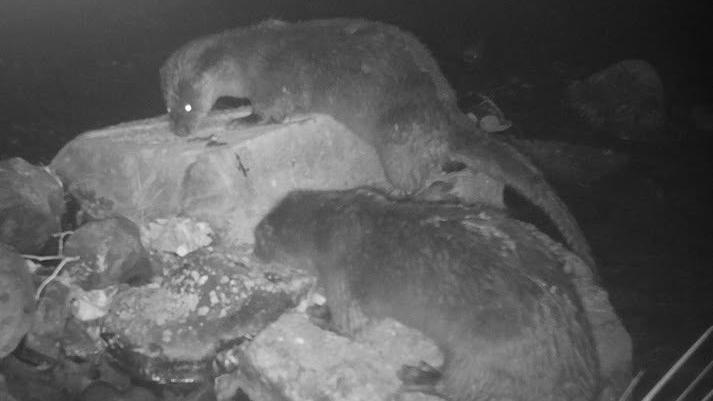 Otters on river banks 'sign of good ecosystem'