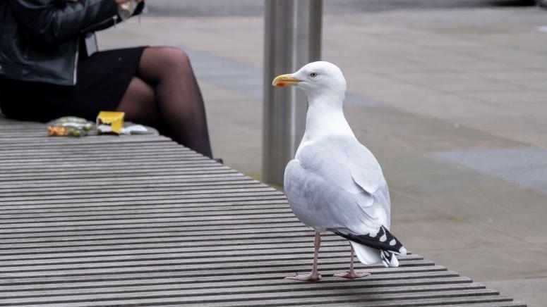 Warning after dead gull tests positive for bird flu