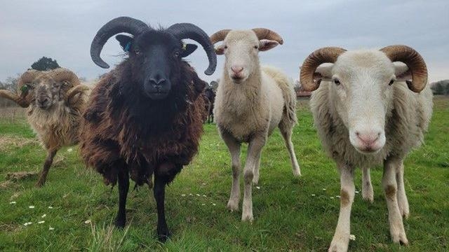 Sheep replace cows at site to boost biodiversity