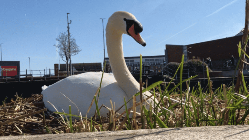 CCTV watches over nesting swans in town centre