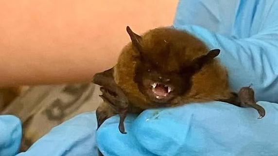 Fire crews rescue bat caught in fishing line