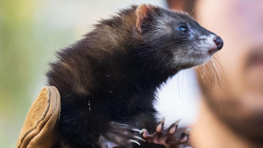 Brussels considers recruiting ferrets to tackle rat issue