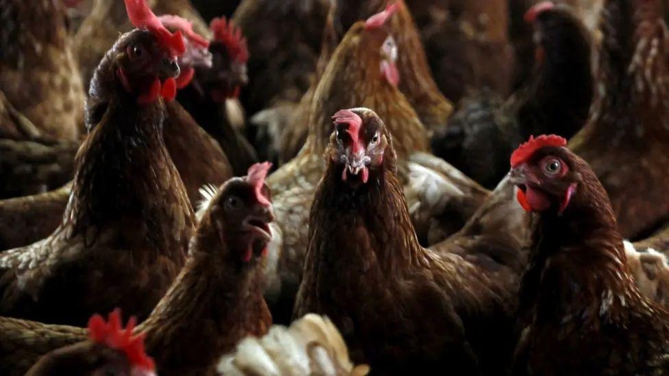 Avian flu spread sees 1.8 million farmed birds culled