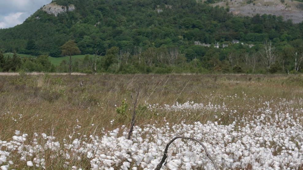 Film festival showcases 'beautiful' restored bogs