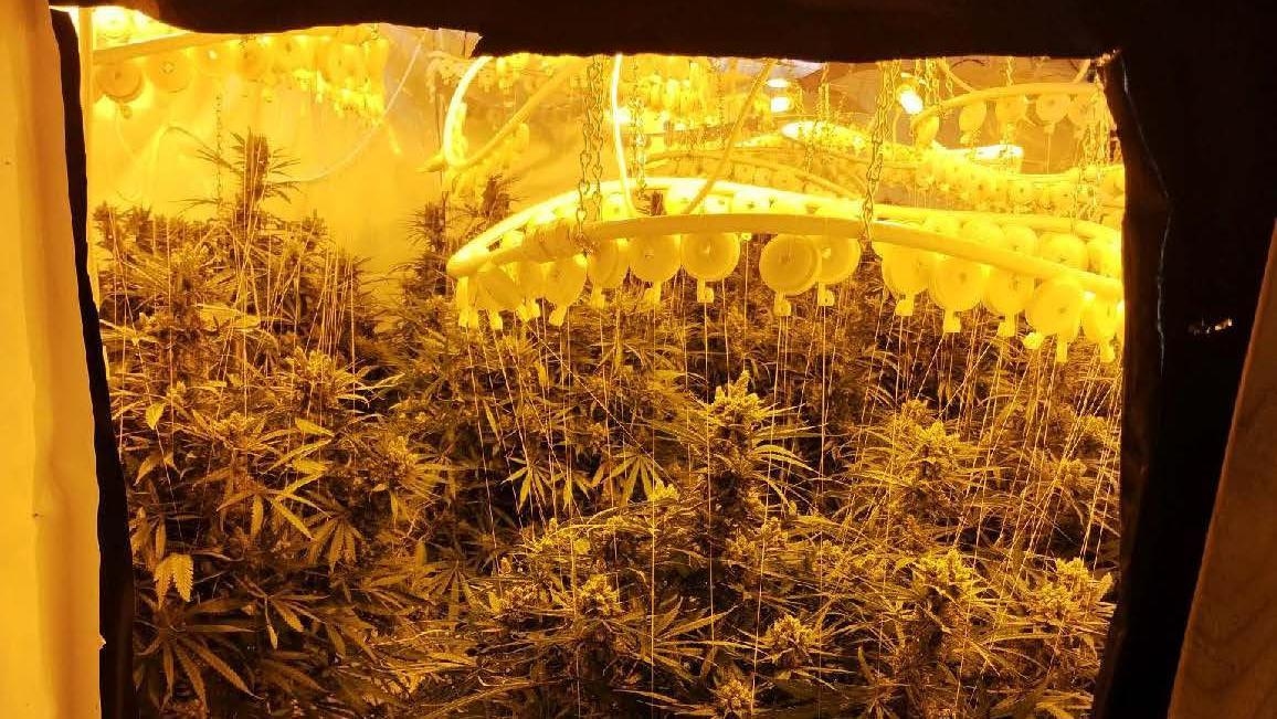 Police raid uncovers 'large cannabis factory'
