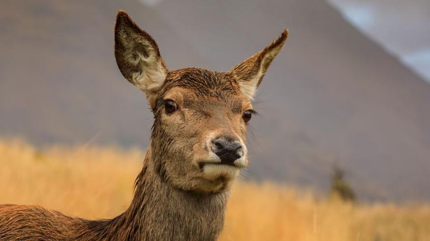 Gamekeepers 'spared torment' of pregnant deer cull