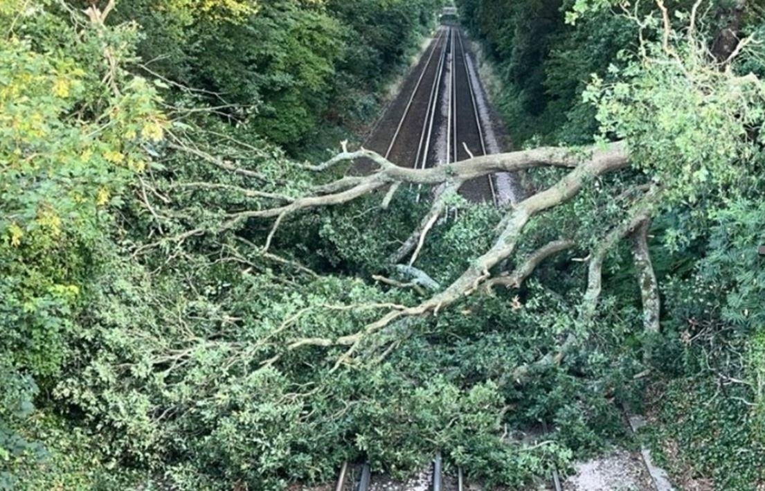Fallen tree on tracks at Portchester halts trains