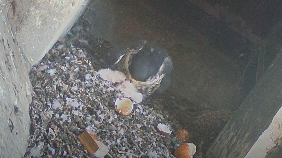 Three peregrine falcon chicks hatch at Cathedral