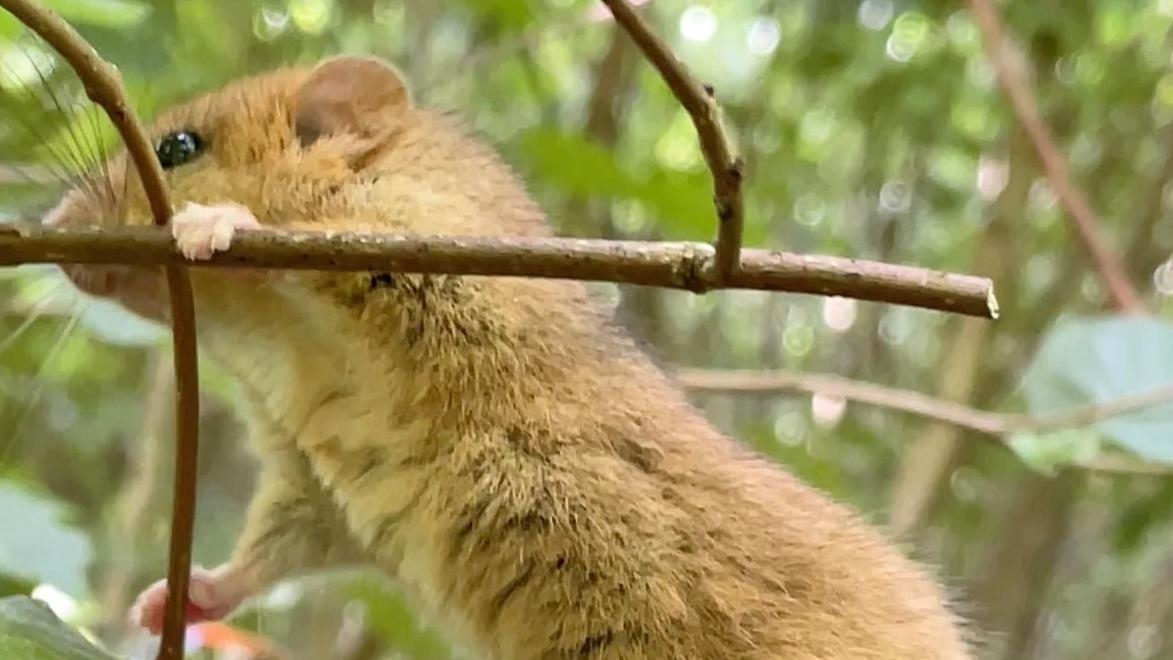 Dormice freed from secret cages after vet check-up
