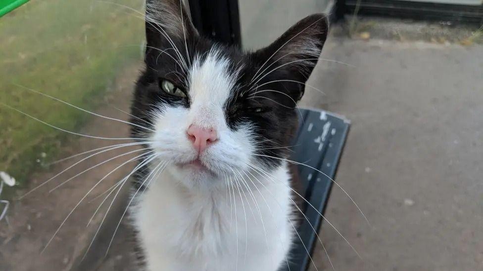 Beloved tram cat returns home for the final time