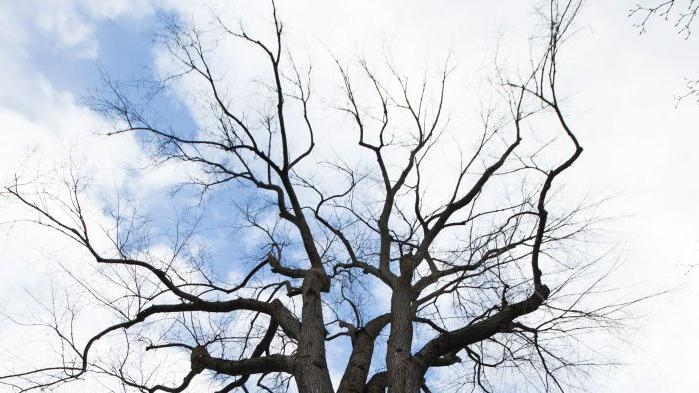 Tree inoculation aims to tackle disease spread