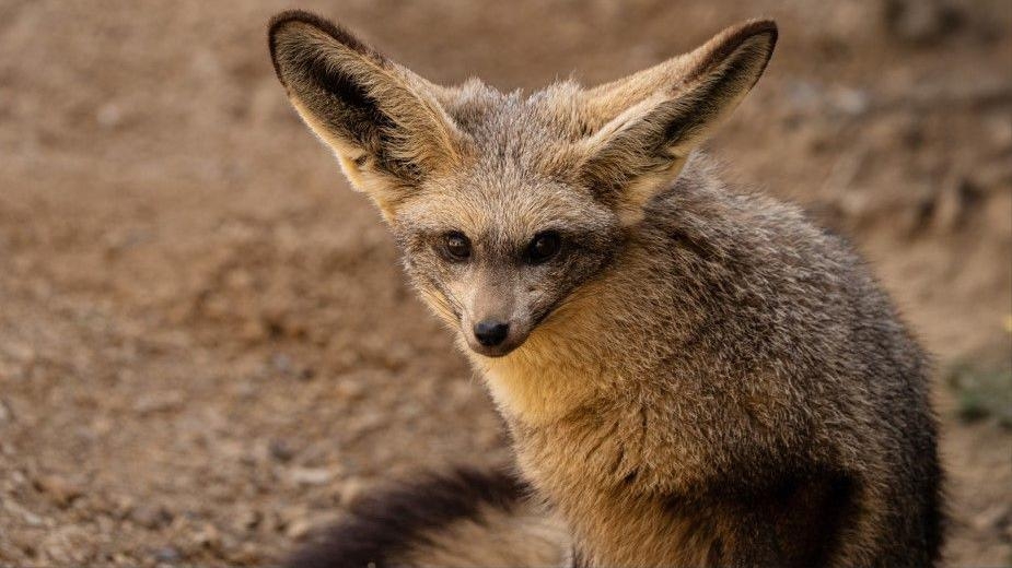 Bat-eared foxes return to zoo after 30 year wait