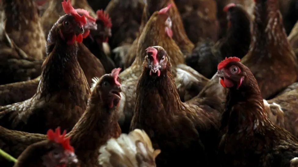 Poultry culled after two bird flu strikes