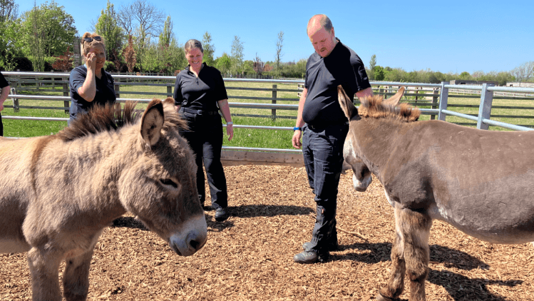 Police officers trained in handling donkeys
