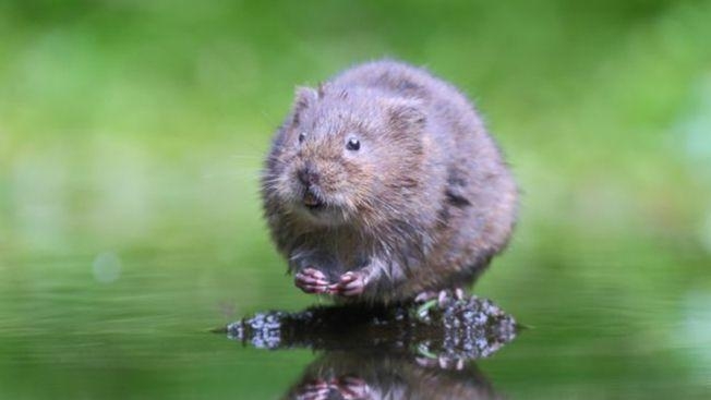 Water voles are almost extinct - could glitter save them?