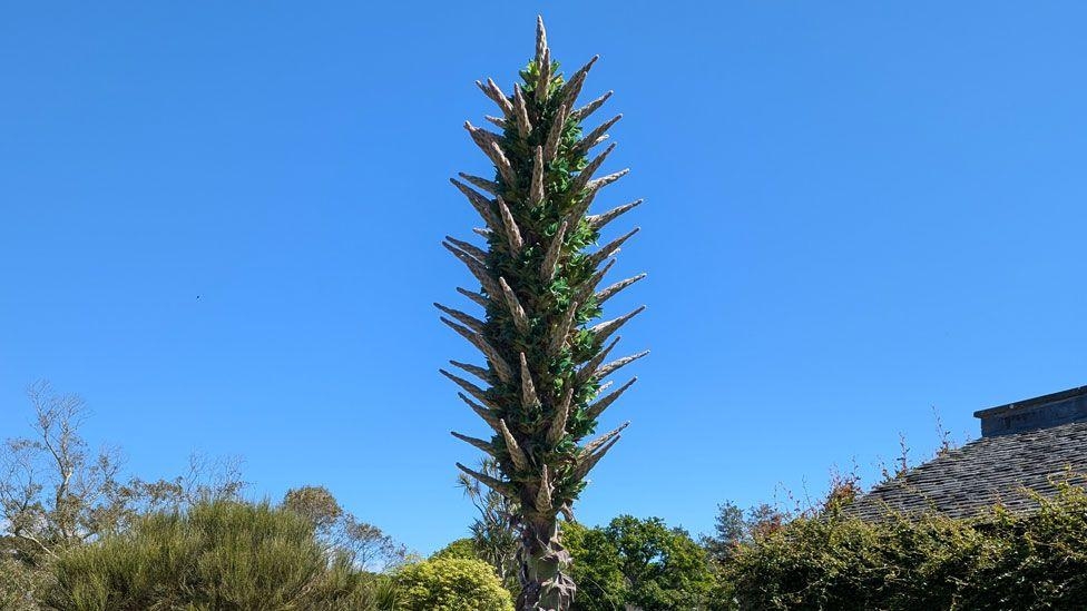 Garden's sapphire tower flower begins to bloom