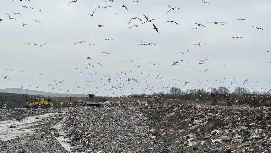 Landfill site seagulls a 'menace' to nearby homes