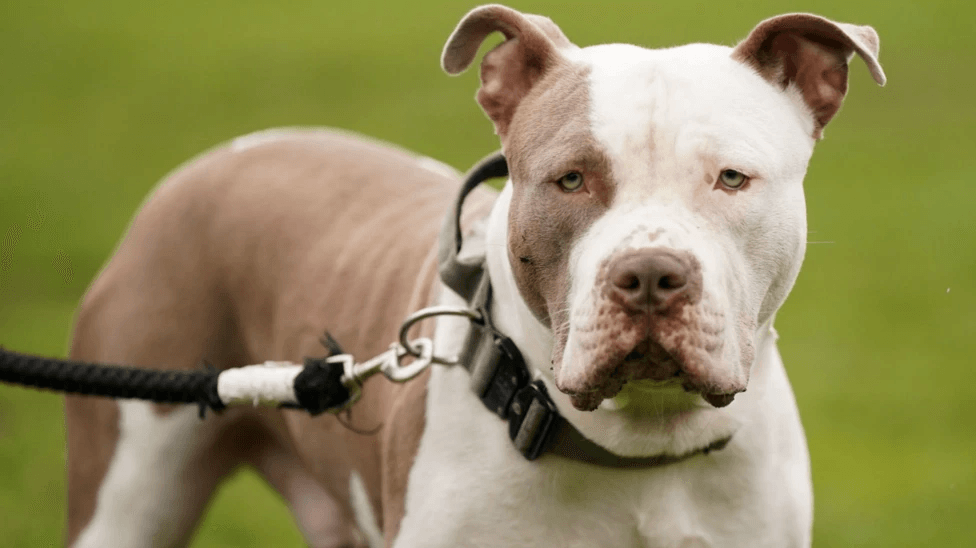 Owners sought after suspected XL bully kills dog