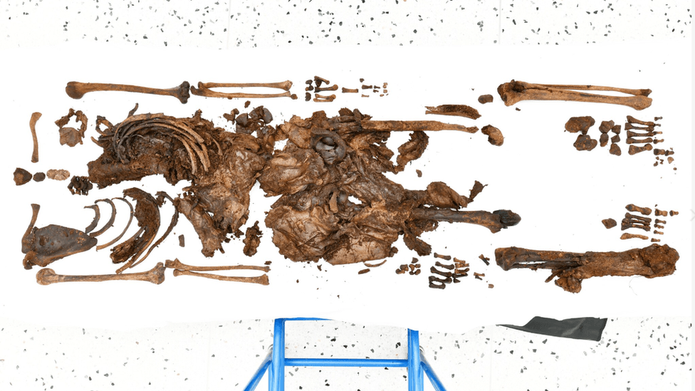 Iron Age remains found in bog may have been sacrificial
