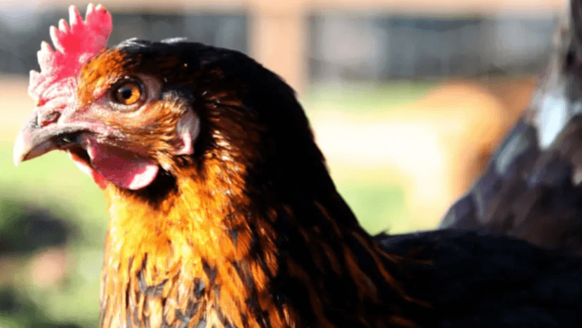 Bird flu protection zone lifted in parts of Dorset
