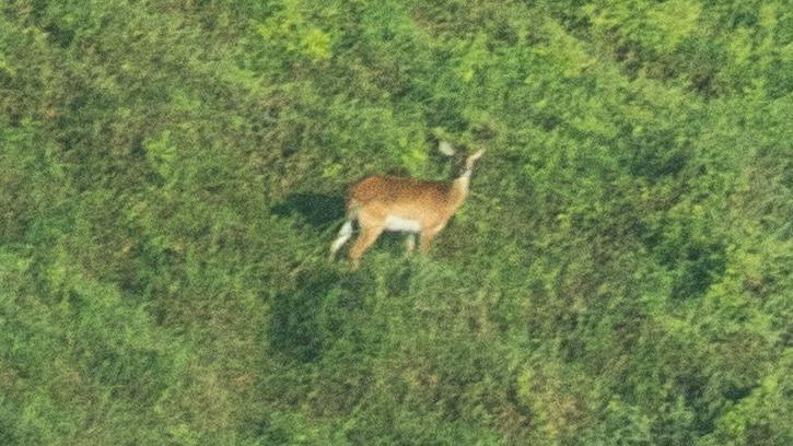 Rare antelope revealed in published photo