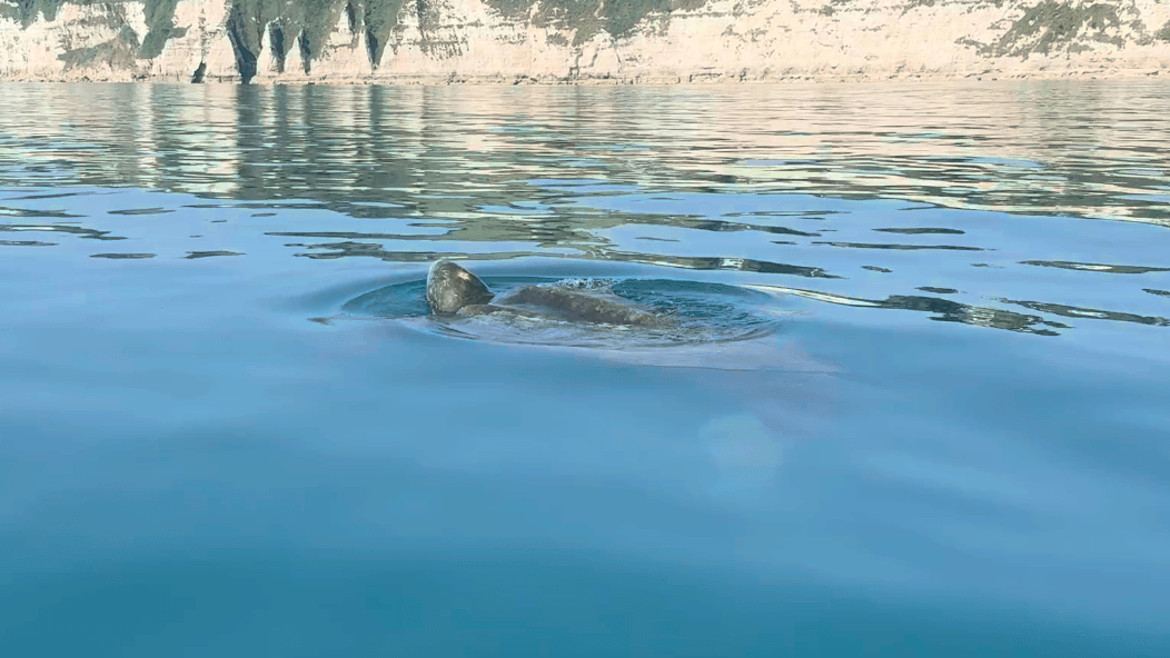 Leatherback turtle spotted near Devon coast