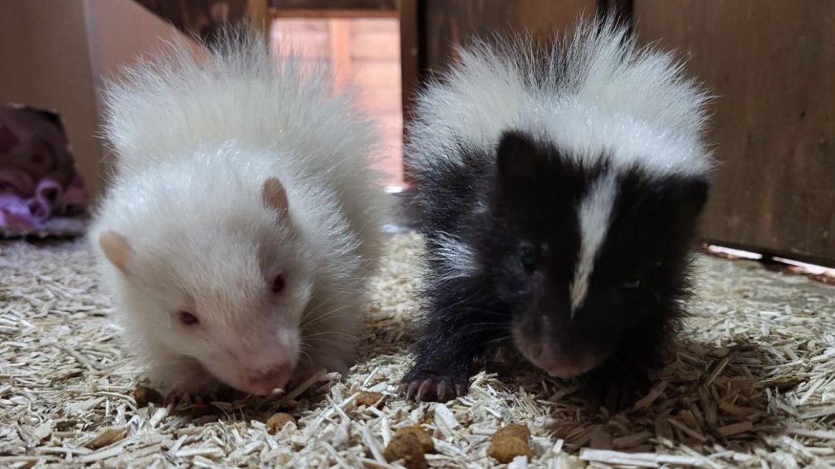 New baby animals welcomed at rural college