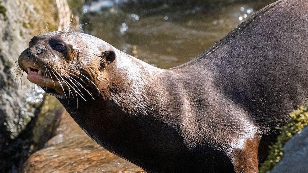 Jersey Zoo welcomes giant otter duo