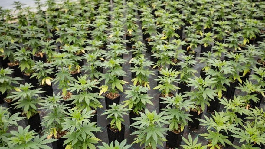 Illegal immigrant jailed for cannabis farm