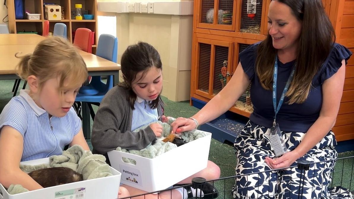 Guinea pigs helping school children feel calm