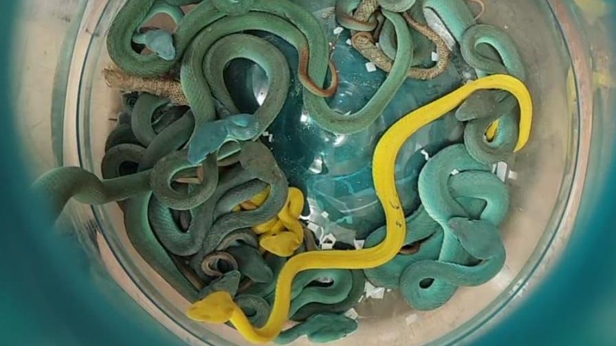 Indian man arrested with venomous vipers in bag at Mumbai airport