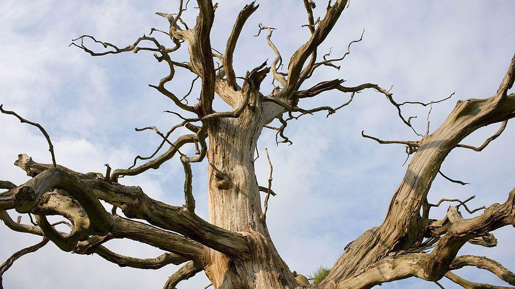 Injection works begin to protect 1,400 city trees