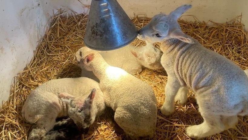 Number of people ill from petting farm hits 89