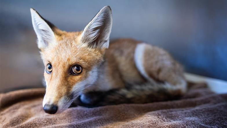 Firefighters help rescue young fox stuck in garden