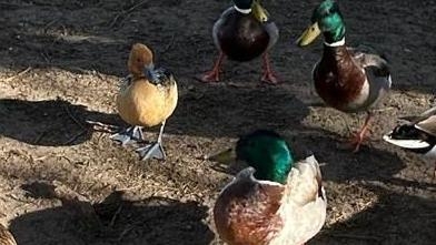 Non-native 'tree duck' spotted on Cornish beach