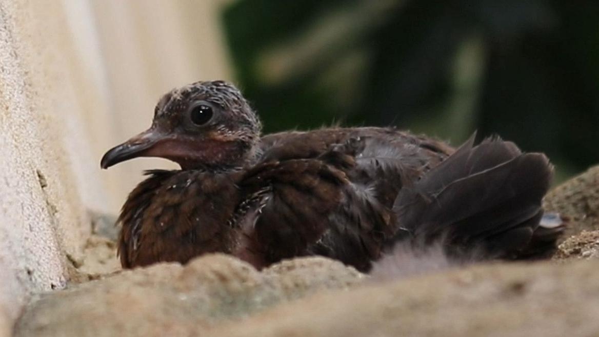 Extinct-in-the-wild chicks hatch at London Zoo