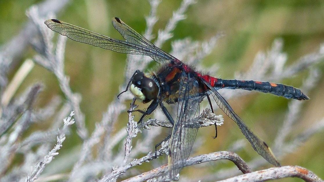 Hopes rare dragonfly will thrive at new site