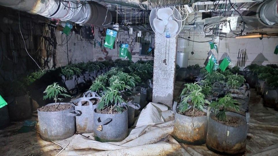 Man arrested as hundreds of cannabis plants seized