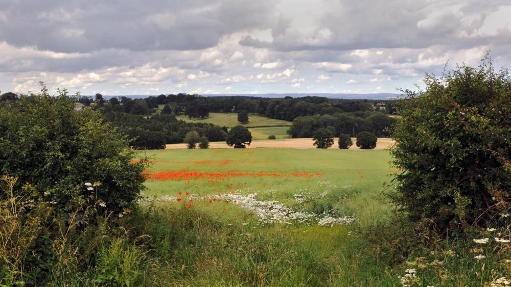 Hedges capture more carbon than grassland