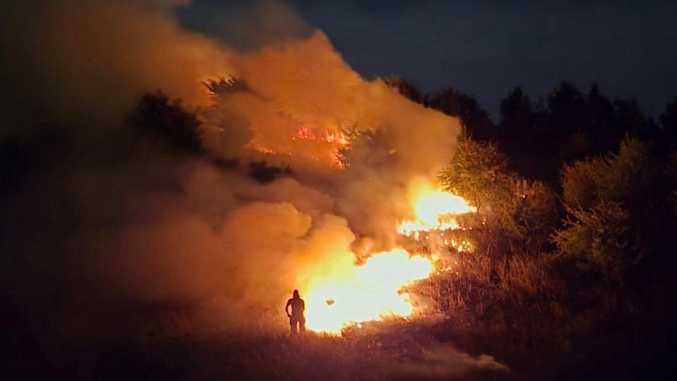 Park woodland damaged by arson, fire service says