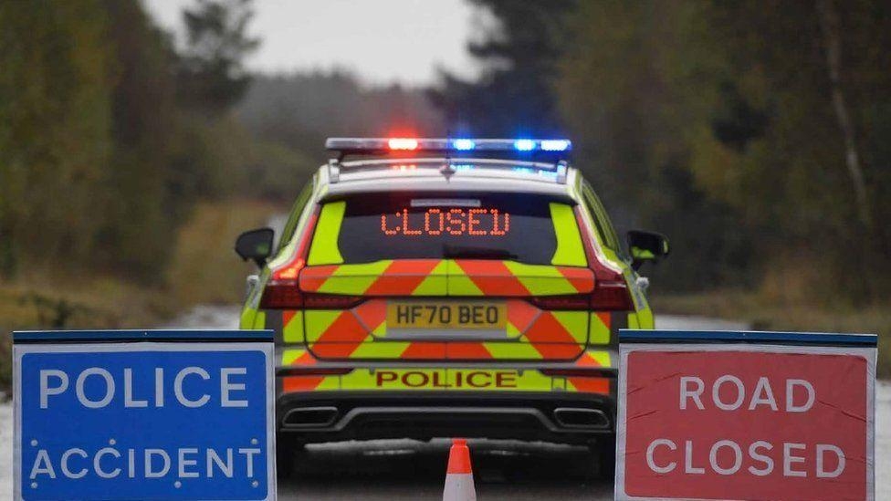 Bull killed and people injured in A31 crash