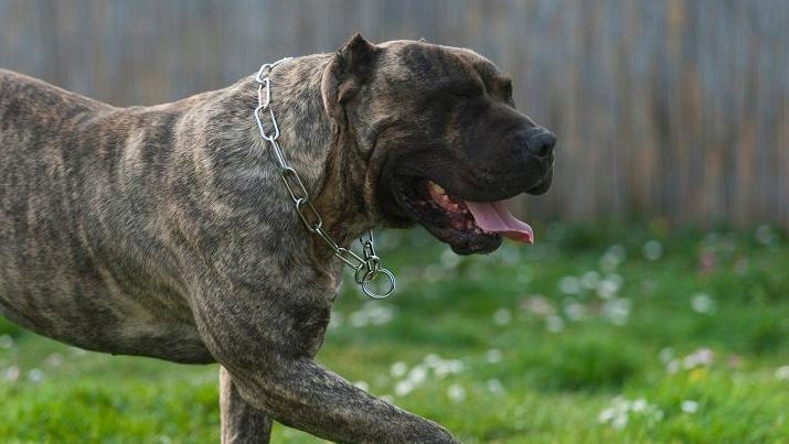 Dog attack leaves woman with 'significant' injuries
