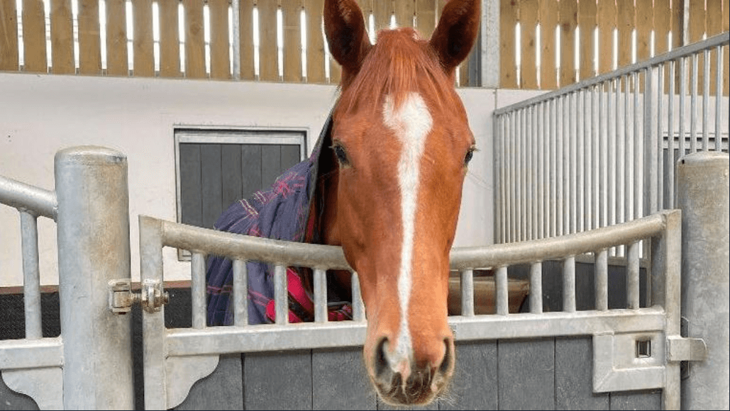 Motorists urged to 'slow down' after horse death