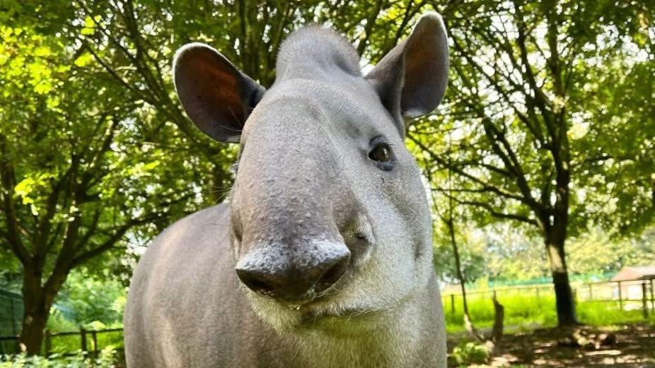 Zoo's 'cherished' tapir, Timmy, put to sleep